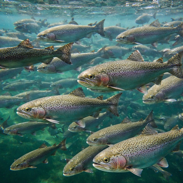 Pesci allevamenti ittici